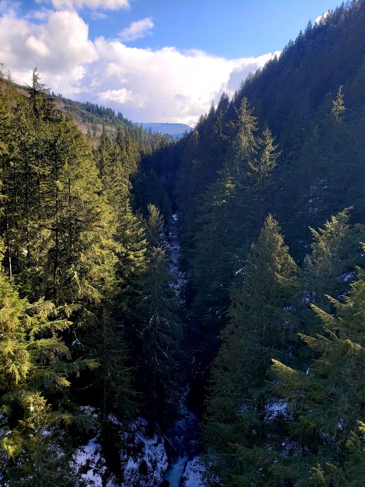 PNW trees