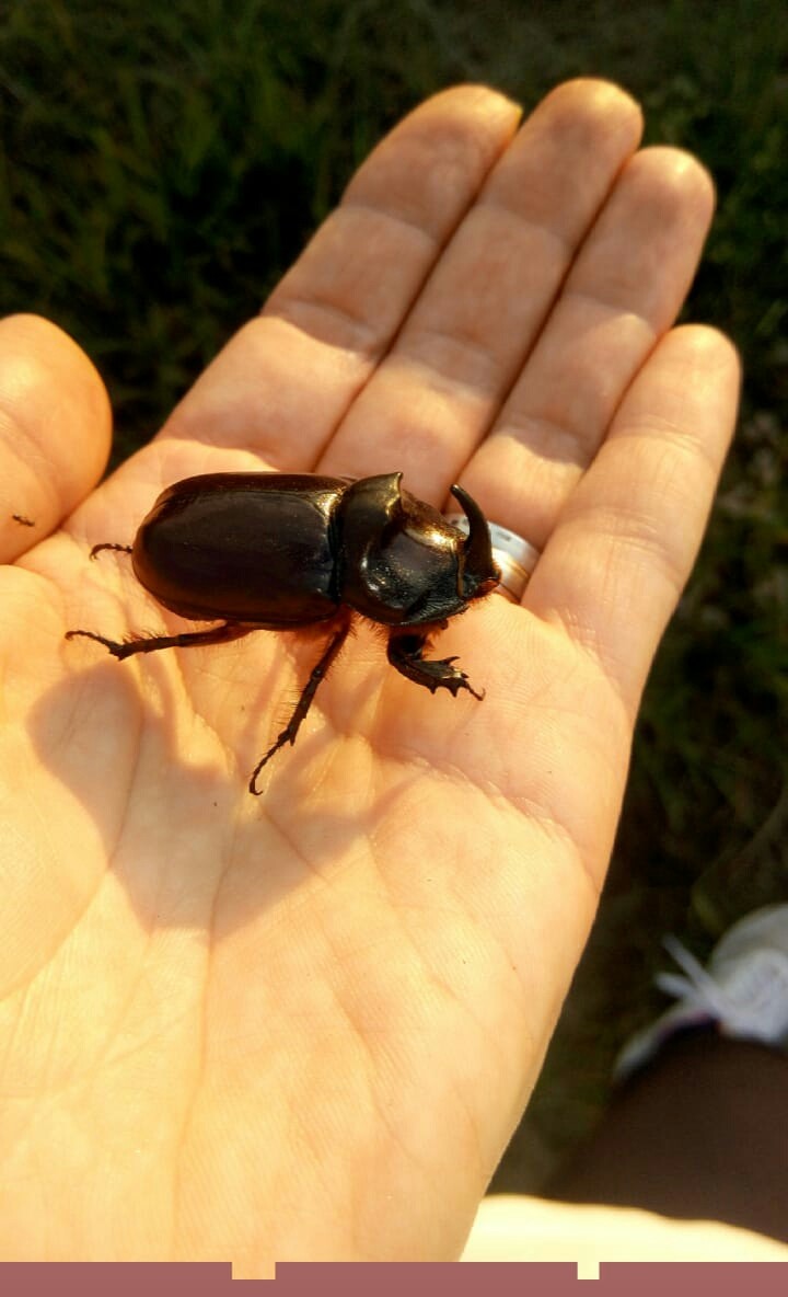 ?bug