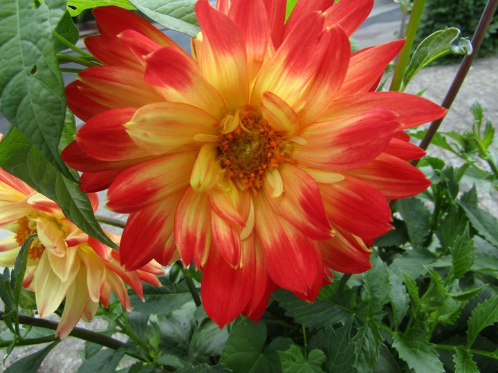 flower