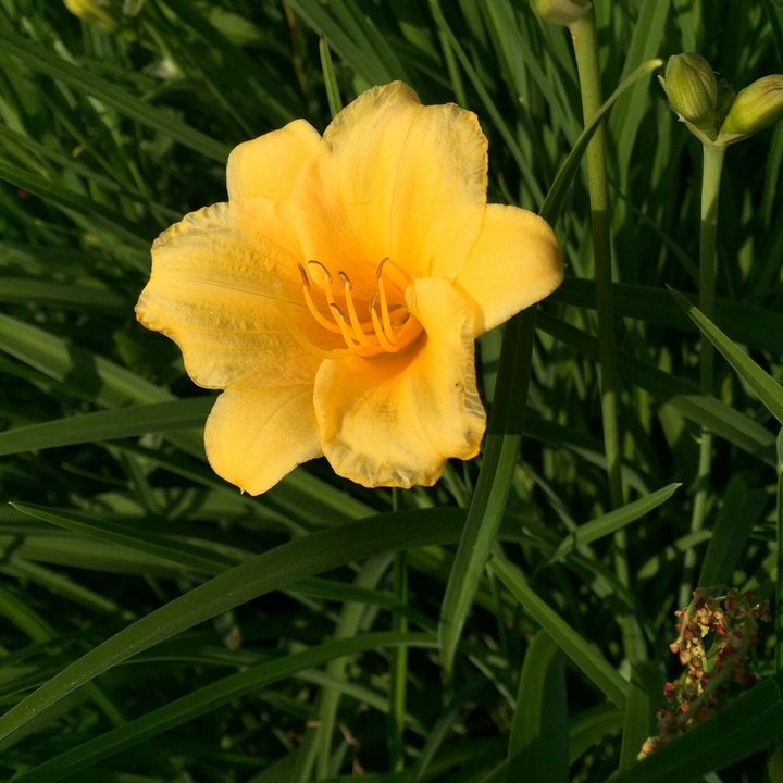 Yellow Lily