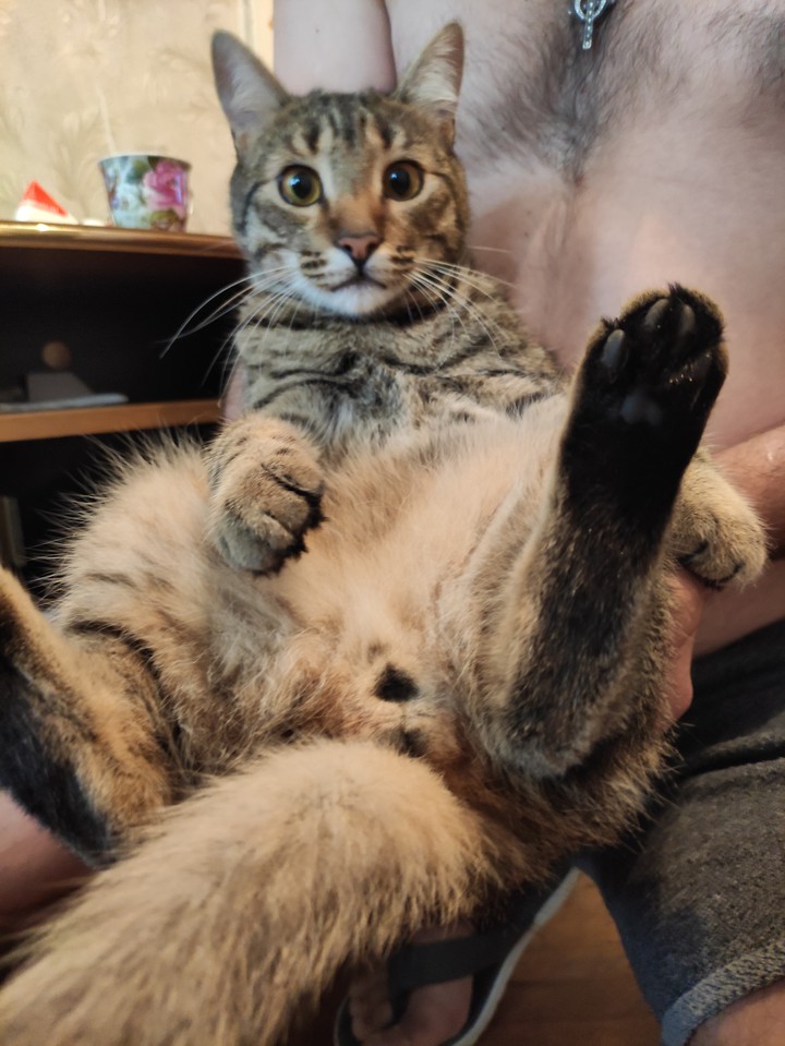кот. животное