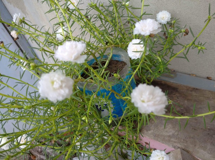 nice flower