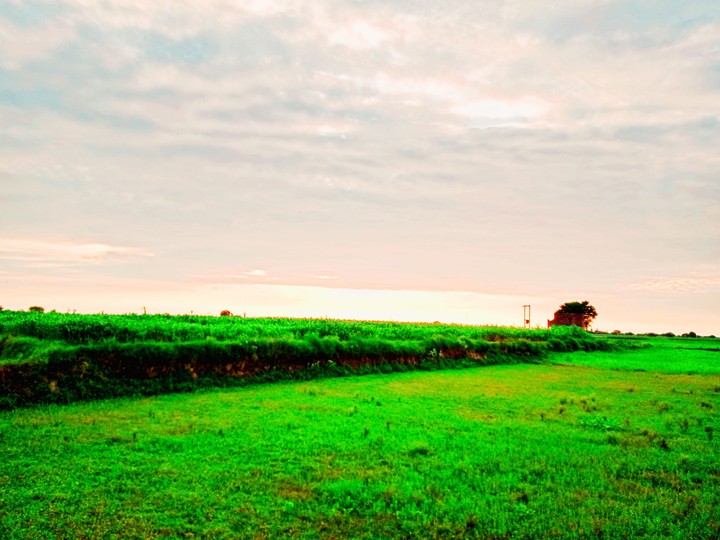 green field