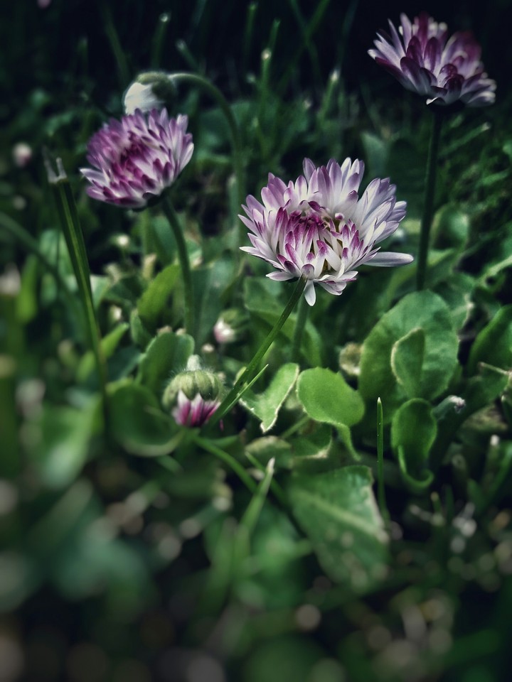 Plants