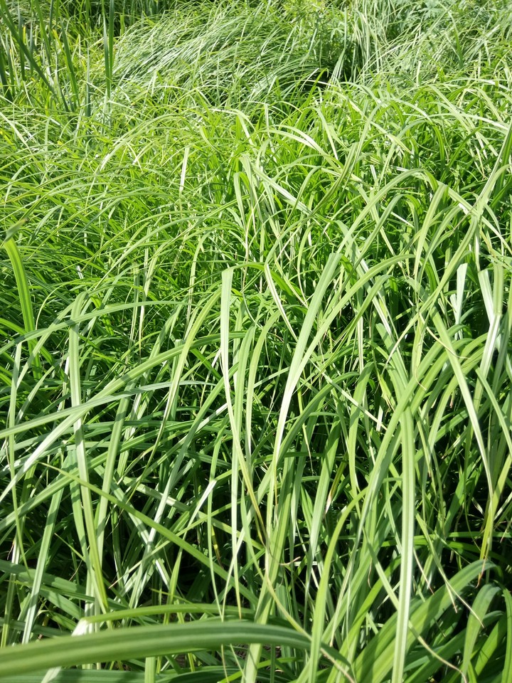 green grass