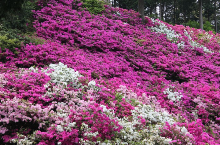 carpet of azaleas