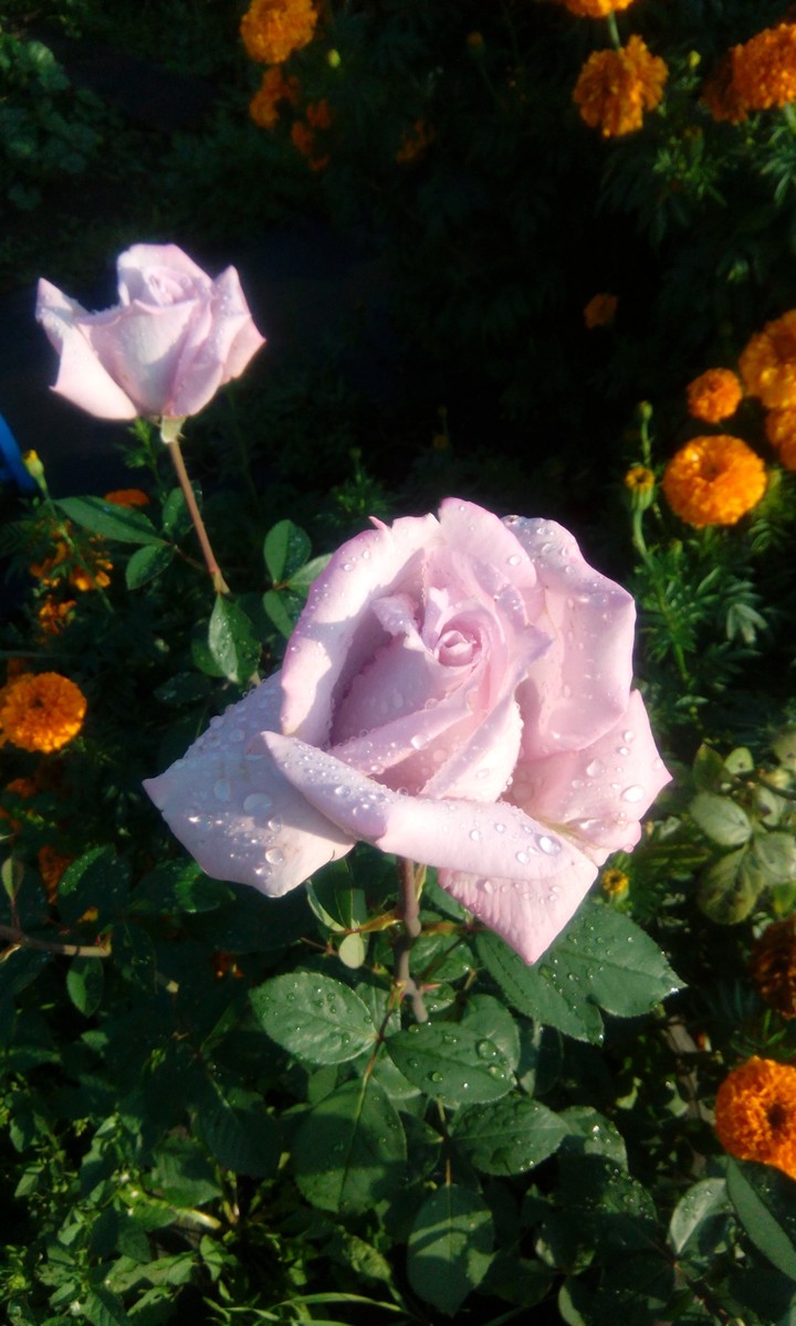 roses