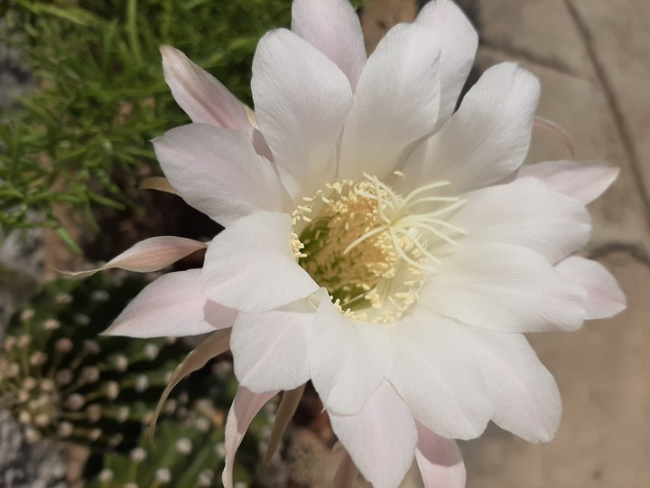 cactus