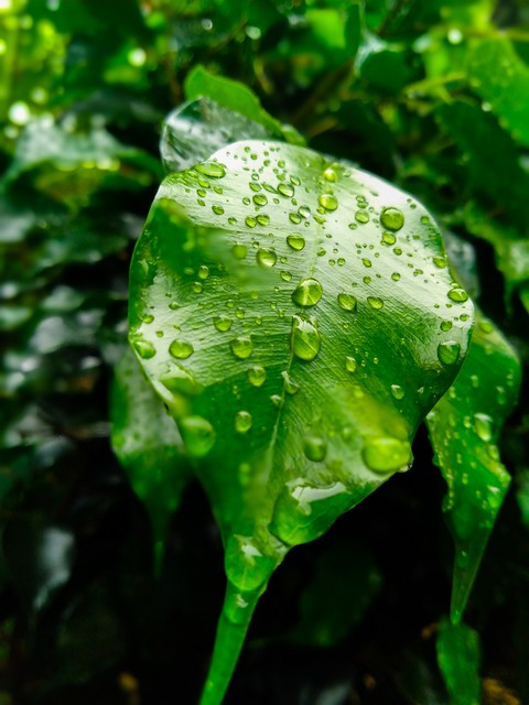 Green leaf