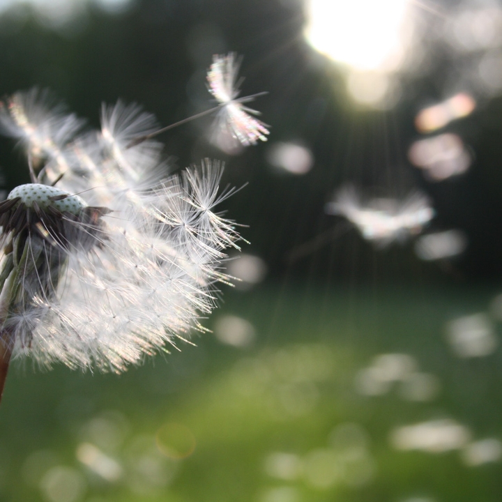 Dandelion