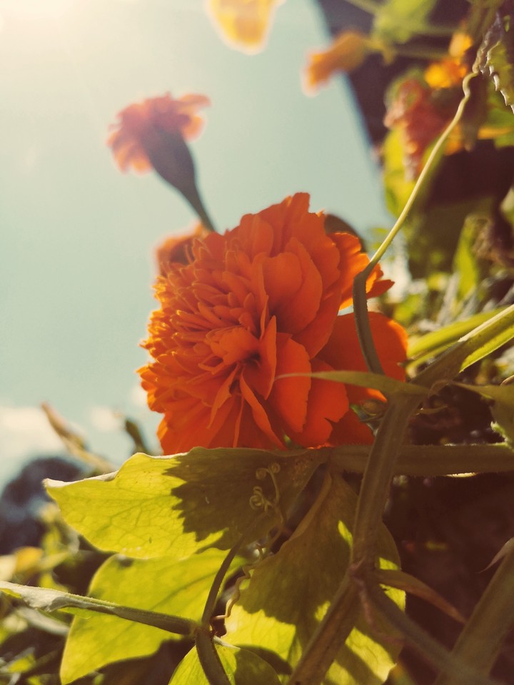 Flower
