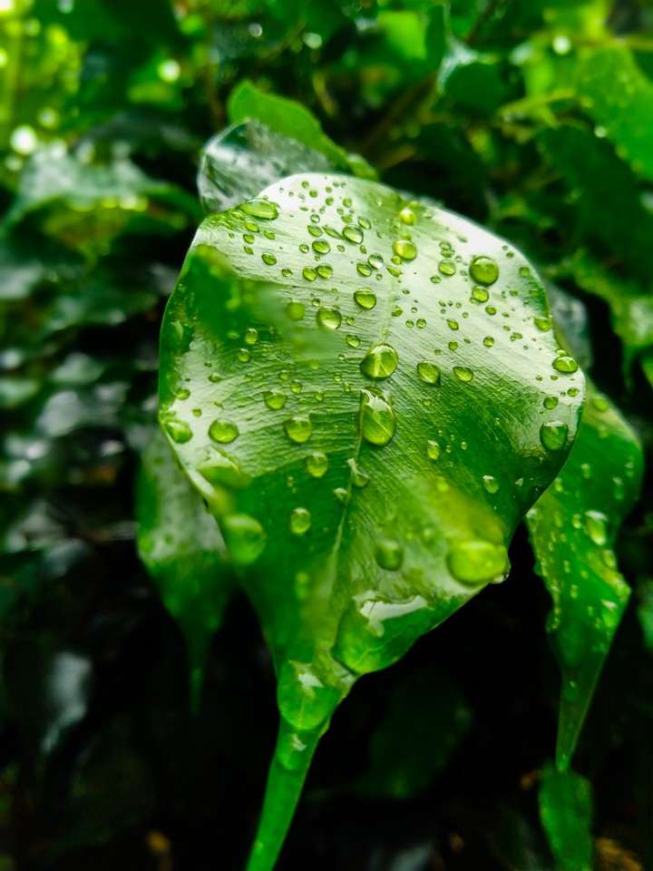 Green leaf