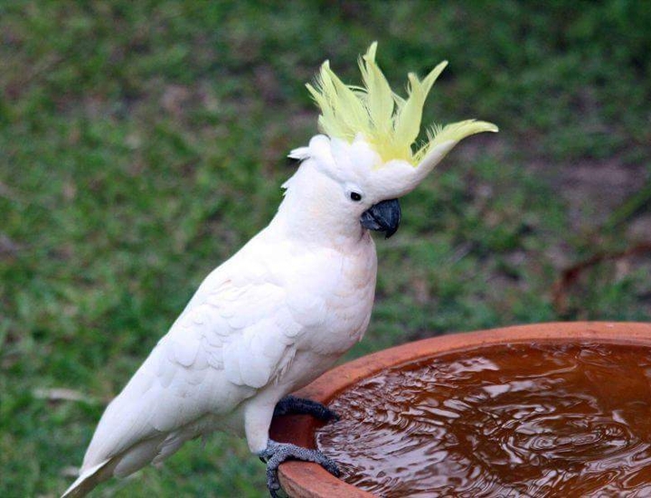 Lovely Parrot