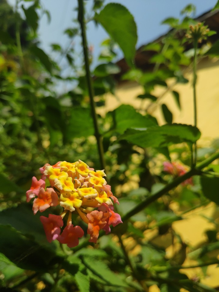 flowers