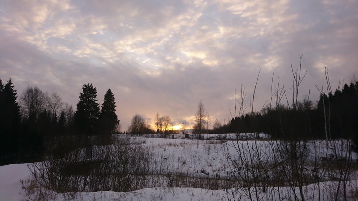 winter forest