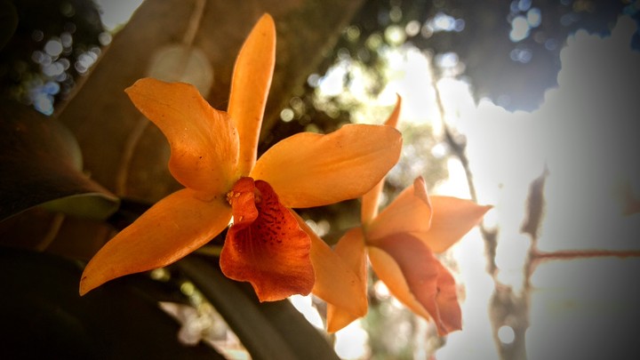 orange