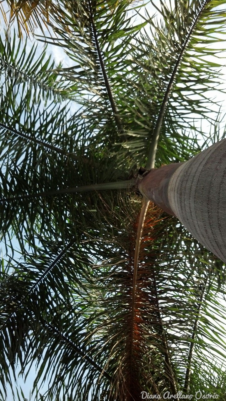(palm)  muevete con el viento