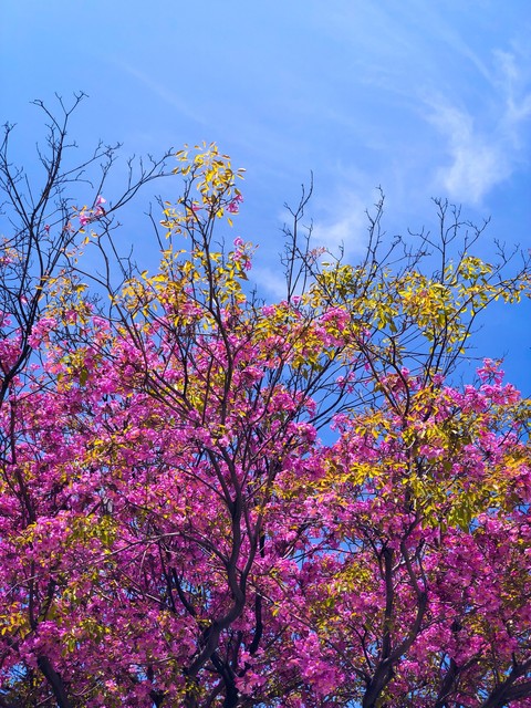 тапети deciduous, cloud