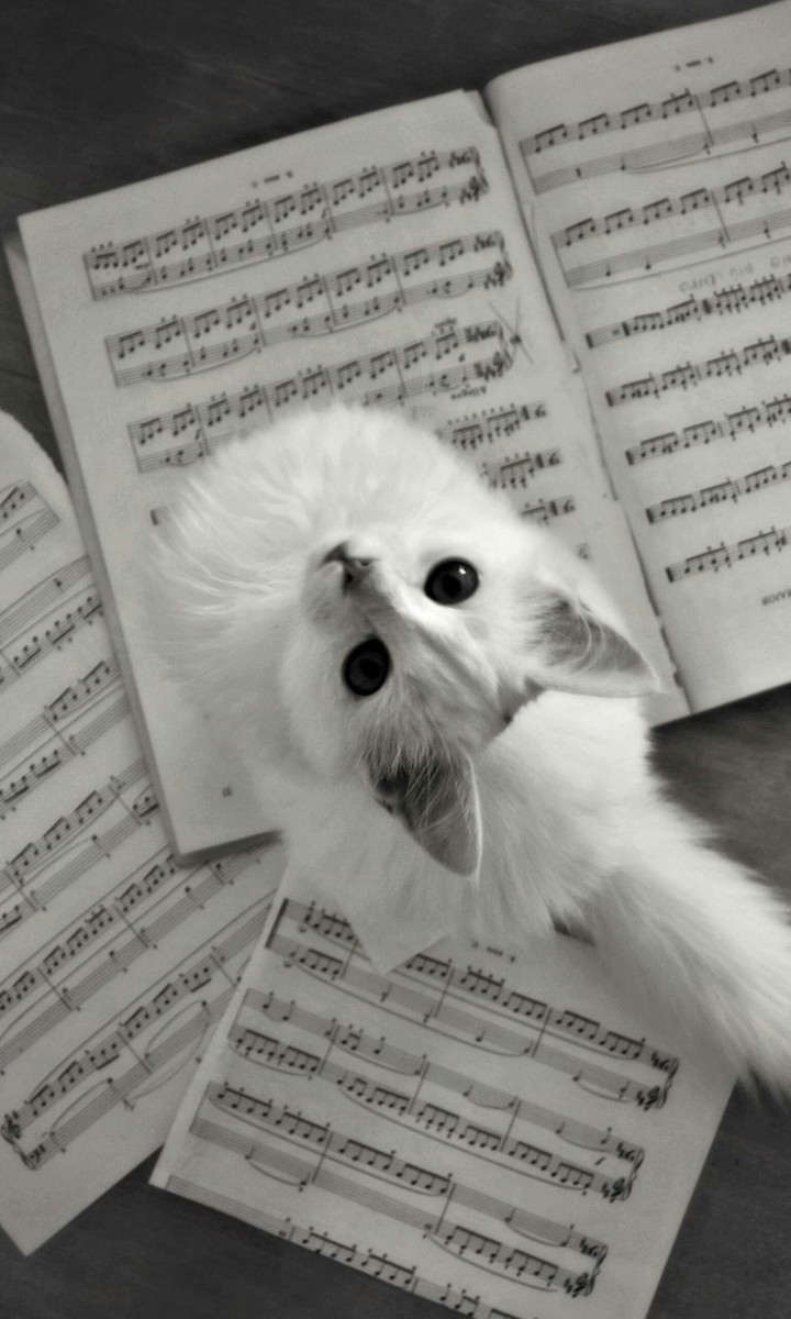 Cat(2)