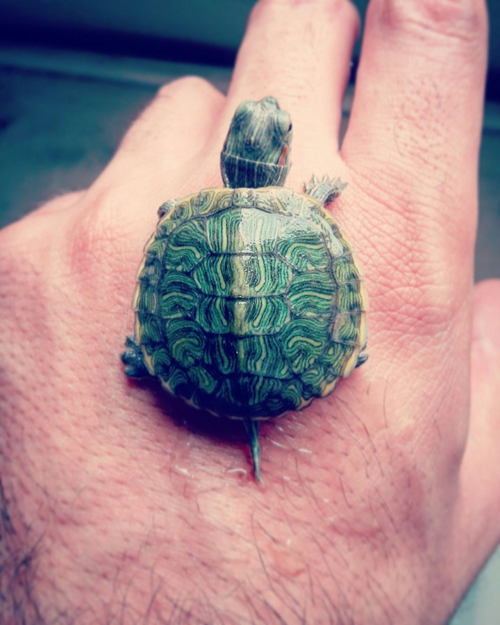 turtle