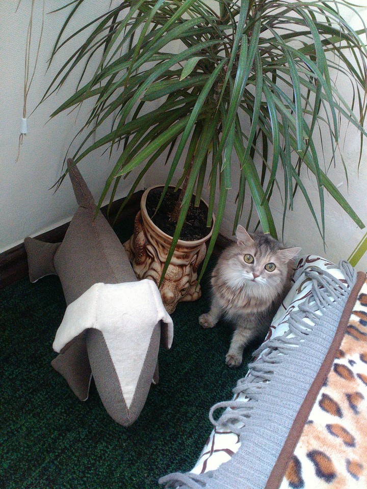 котэ
