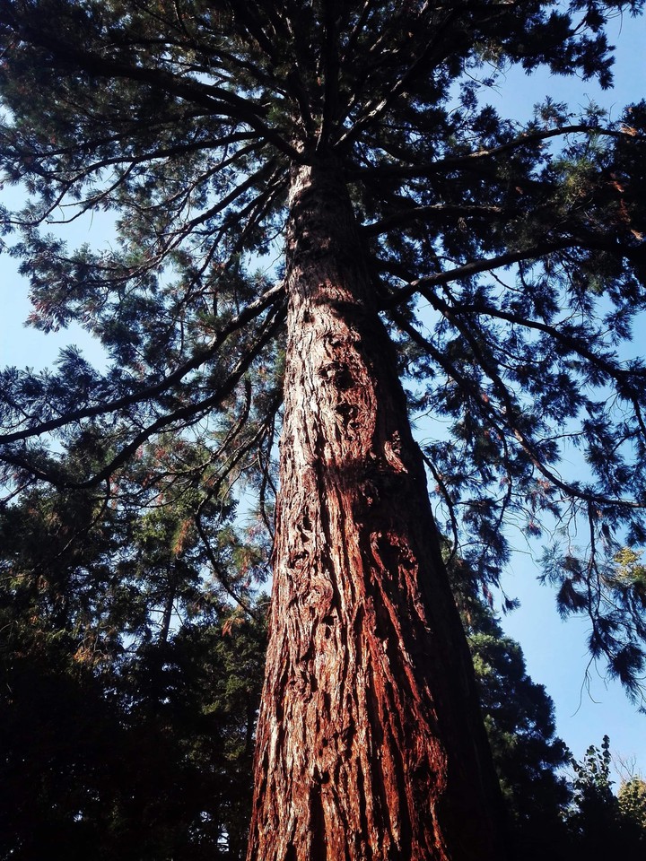 giant sequoia