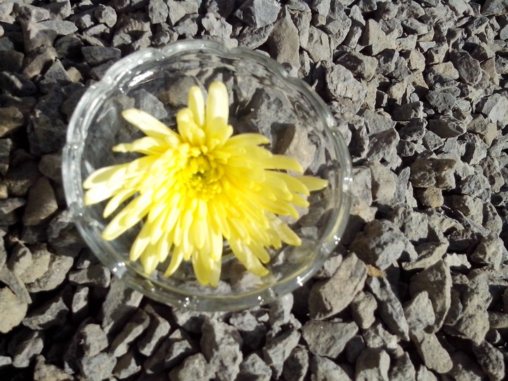 Yellow flower in the bottle with water on the Stones.