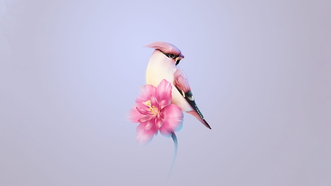 sfondi beak, Blossom