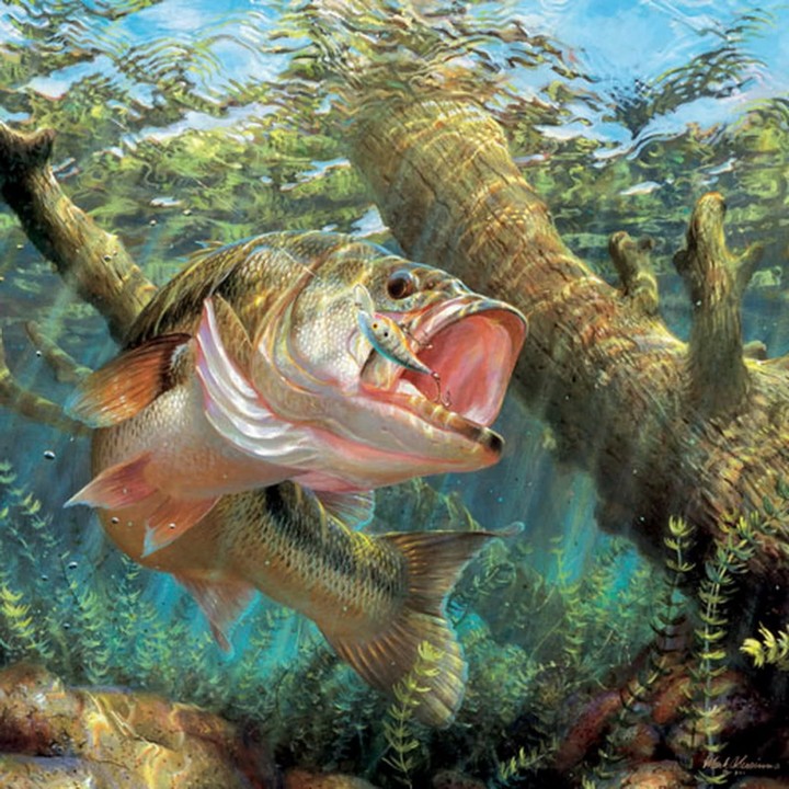 Bass