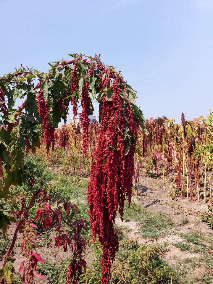 Red Quinoa