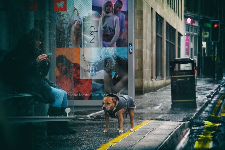 dog