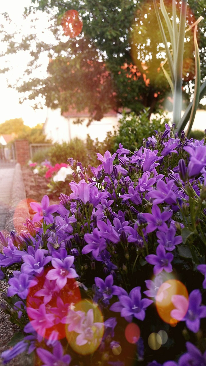 Sommertag