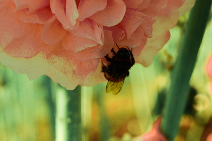 litle Bumblebee