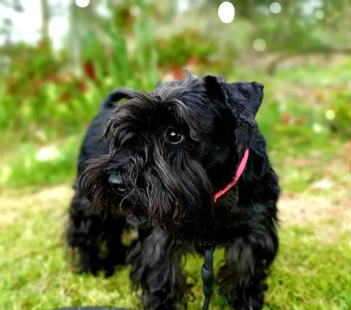 schnauzer❤