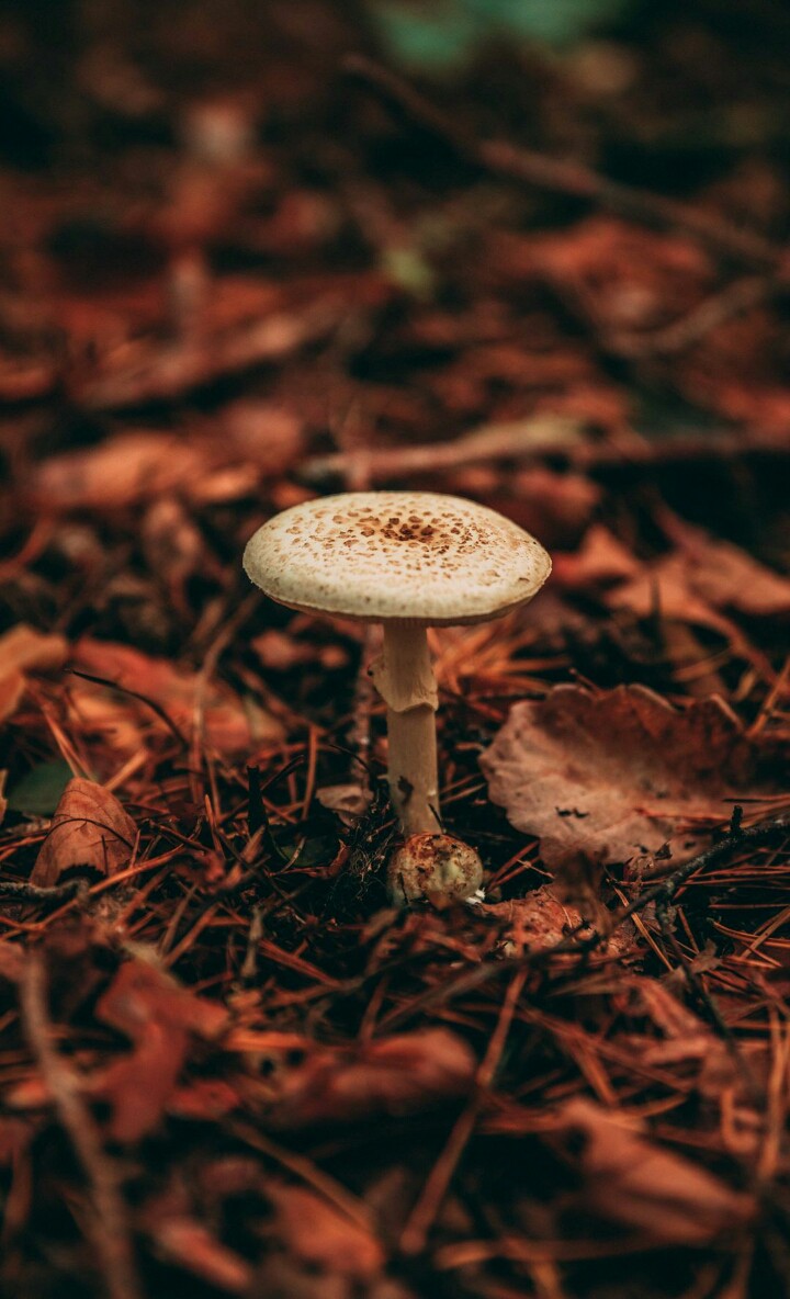 mushroom