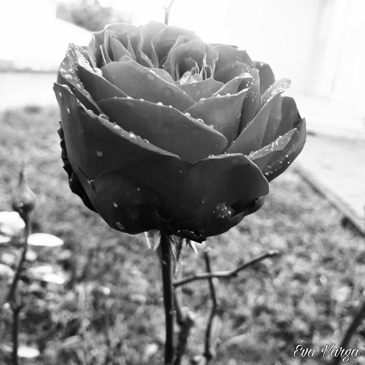 Black into gold