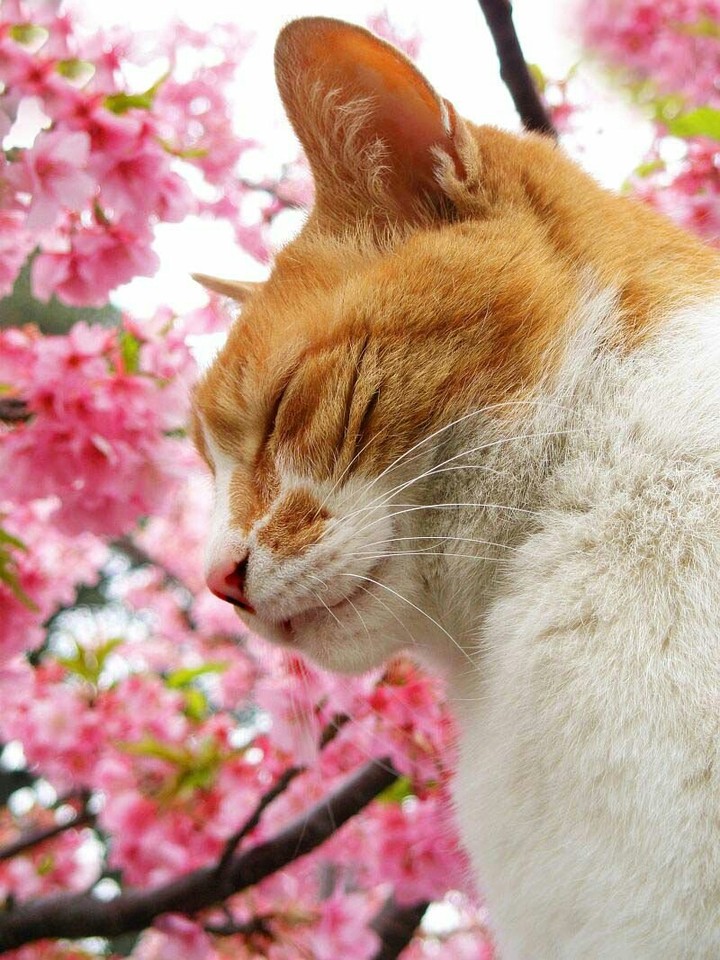 кот и весна
