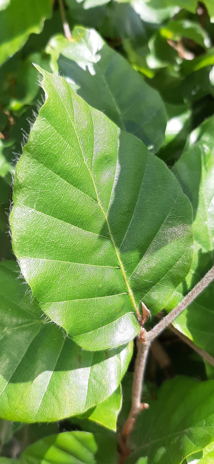 leaf