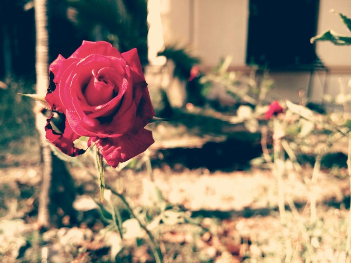 Roze