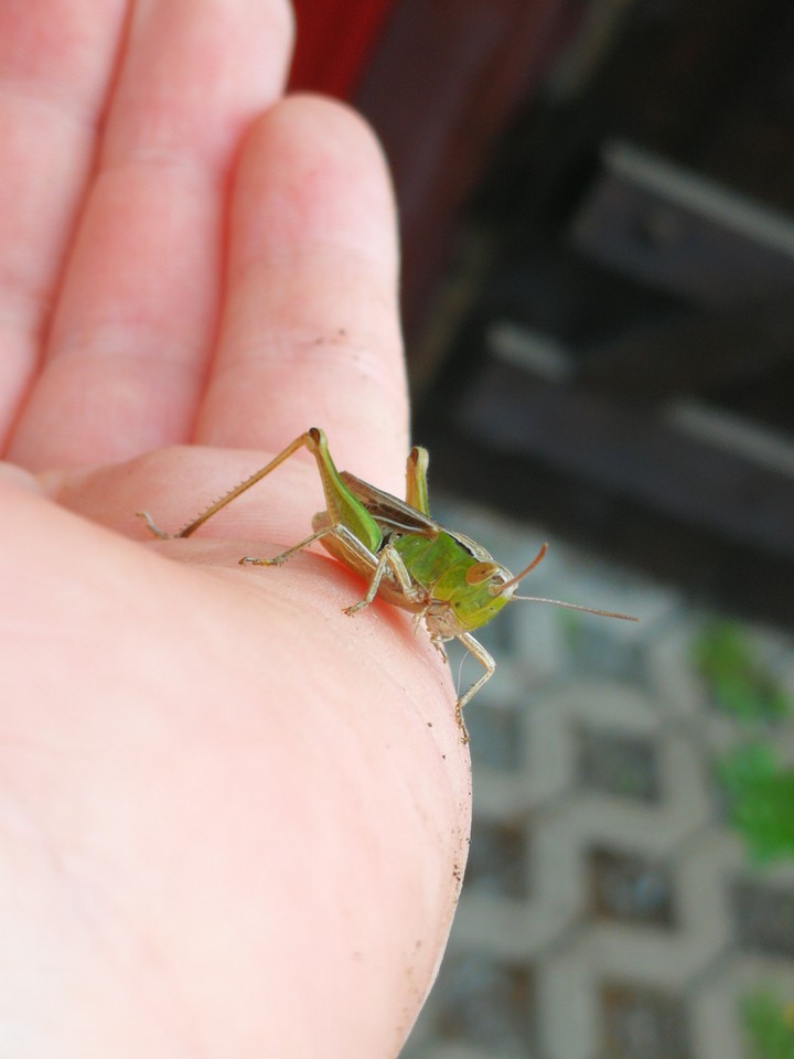 hello there