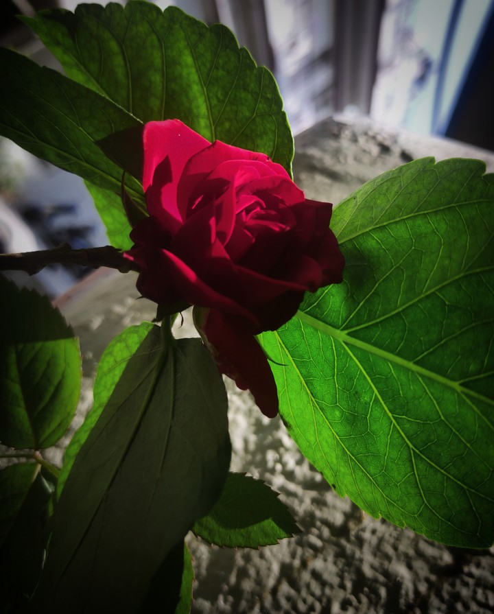 rose ❤️