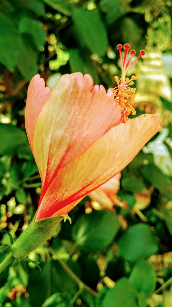 Colourful Flower