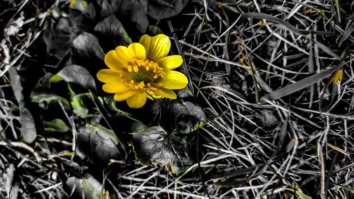 spring