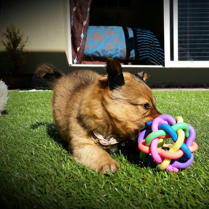 Playful dog