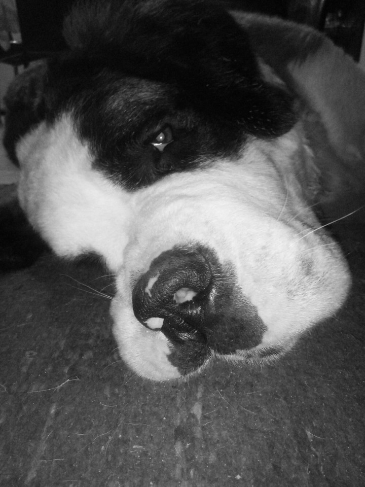 st bernard
