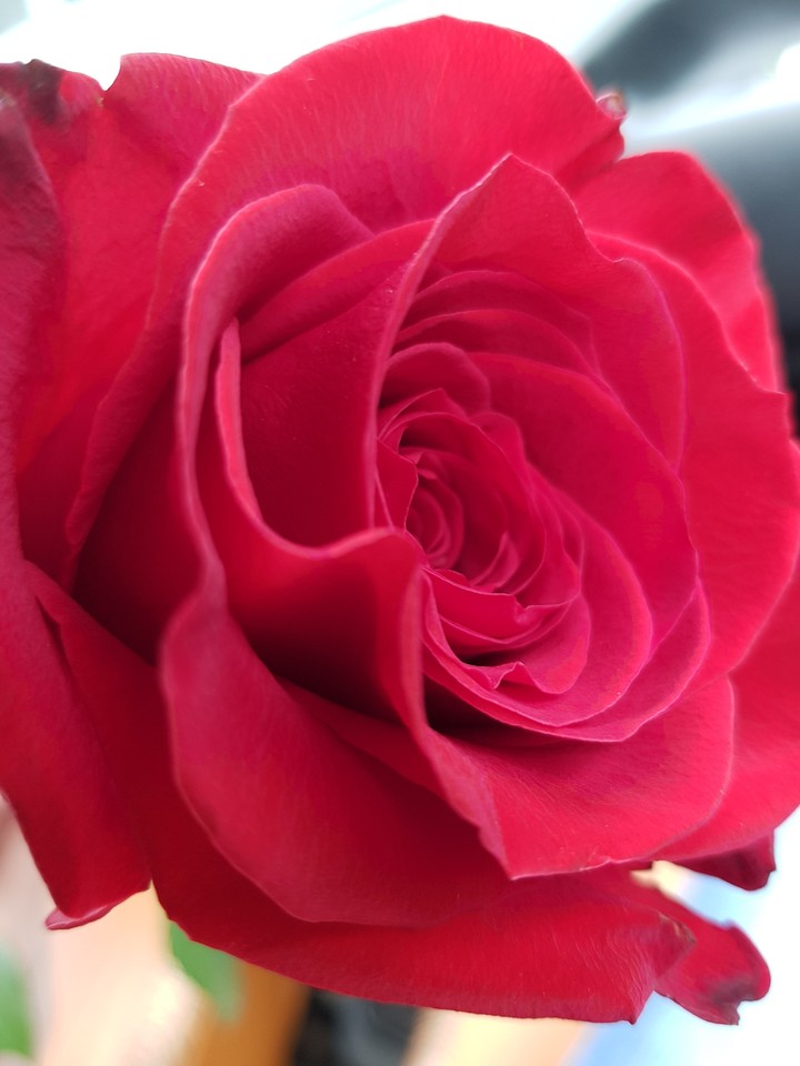 rose