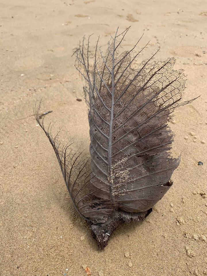 dry leaf