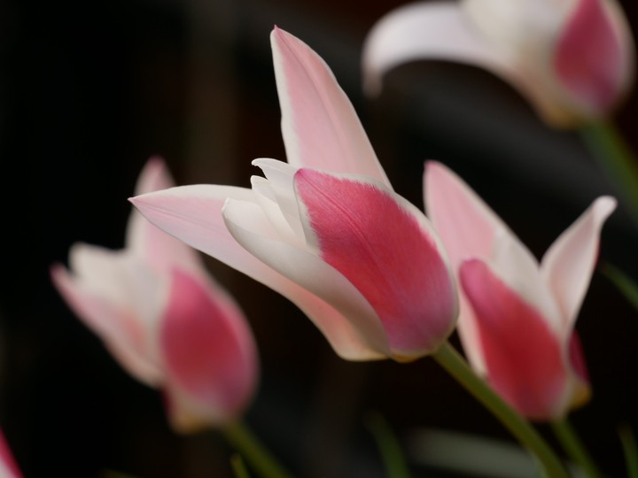 Tulip
