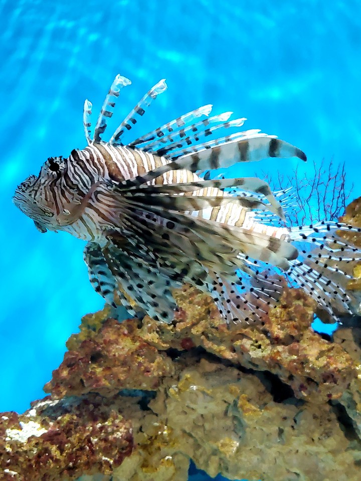 Lionfish