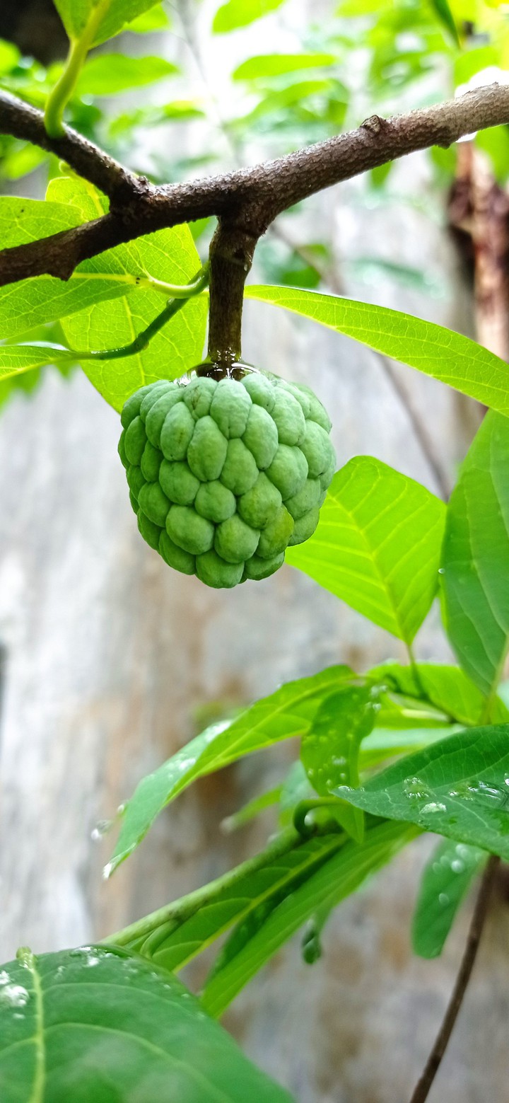 fruit